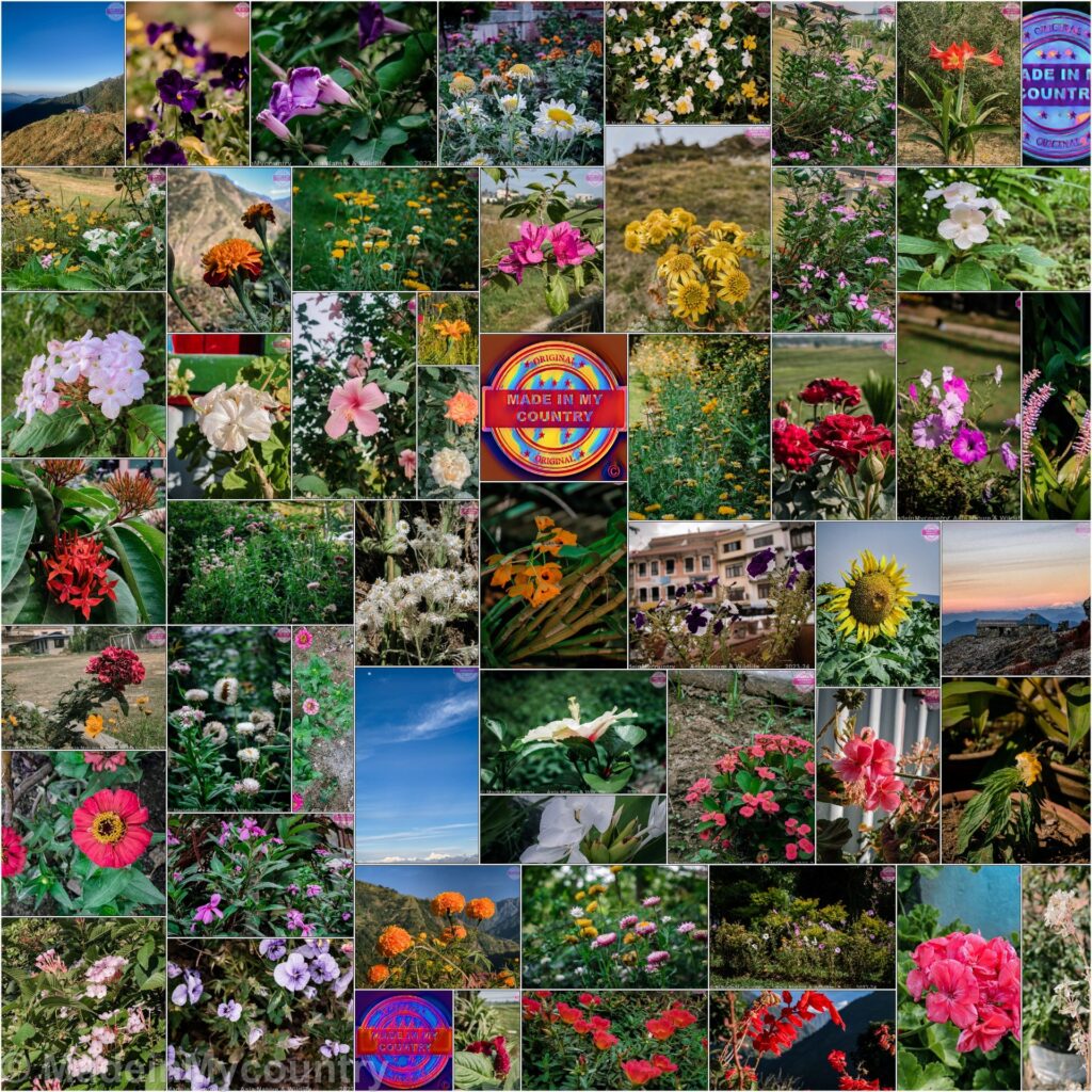 MadeinMycountry Nepal, home of Everest, the eternal "guardian" of the Himalayas, birthplace of Buddha. MadeinMycountry is a global platform that celebrates and supports local history, culture, art, and nature conservation efforts.